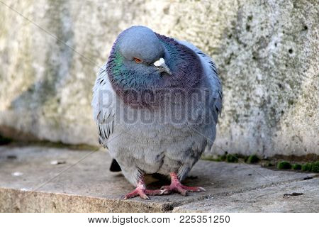 a pigeon resting on the edge of a bridge