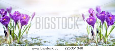 Crocus flower in sonw in the morning