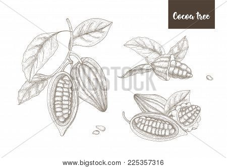 Collection of botanical drawings of whole and split ripe pods or fruits of cocoa tree, branches and leaves hand drawn with contour lines on white background. Vector illustration in vintage style