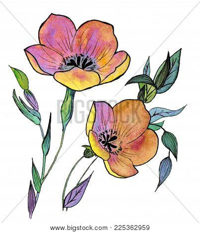 Flax or red linum flower watercolor on white background