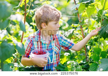 Cute little kid picking fresh berries on raspberry field. Child pick healthy food on organic farm. Little toddler boy play outdoors in fruit orchard. Preschooler gardening. Family having summer fun
