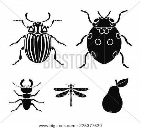 Insect, Bug, Beetle, Paw .insects Set Collection Icons In Black Style Vector Symbol Stock Illustrati