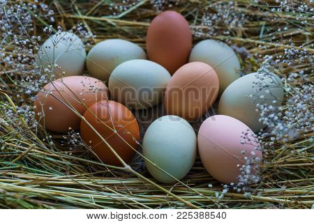 Fresh rustic white-blue and brown chicken eggs of Araucan chickens.