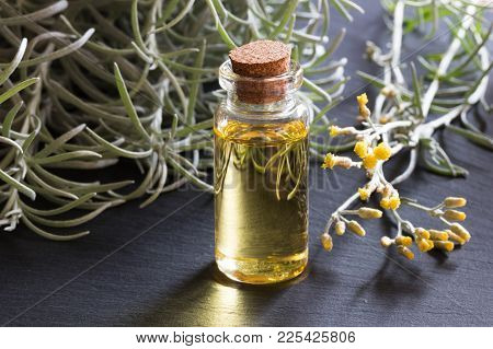 A Bottle Of Helichrysum Italicum Essential Oil With Fresh Helichrysum Twigs