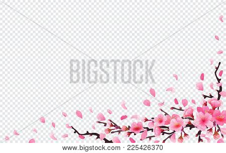 Realistic Sakura Japan Cherry Branch With Blooming Flowers. Spring Fresh Pink Design On Transparent 