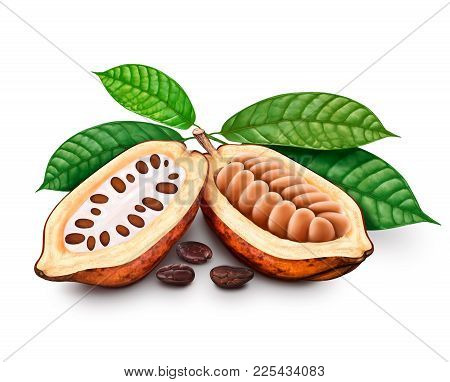 Cocoa Pods, Cocoa Beans Fruits And Leaves