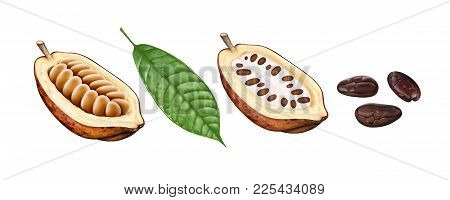 Cocoa Pods, Cocoa Beans Fruits And Leaves