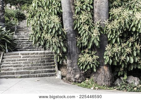 Garden View, Palm Tree Trinks And Stone Stairs.