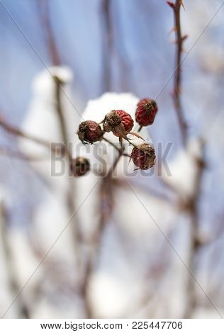 Snow On The Wild Rose Winter . In The Park In Nature