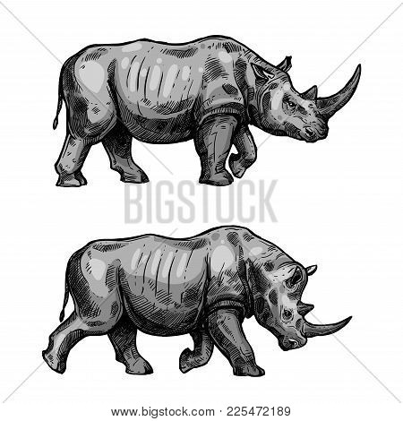 Rhino Walking Sketch Of African Mammal Animal. Wild Rhinoceros Attacking With Bended Head Isolated I