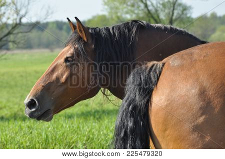 Workhorse. Grazing In The Pasture. Meadow In The Valley Of The Bug.