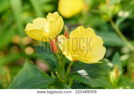 Beautiful Yellow Oenothera Flowers. Evening Primrose On Green Background