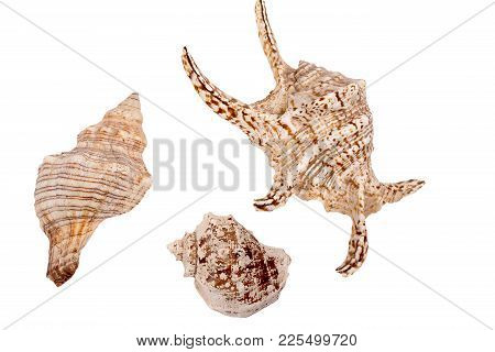 Scallops Shell See Pectinidae On The White Background