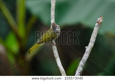 Mountain Bulbul ( Ixos Mcclellandii ) In Nature