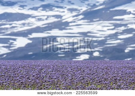 Fields Of Flax This Side Mountain. Mountainsides And Some Snow In The Background.