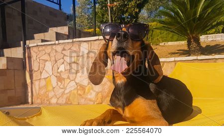 Close Portrait Of A Hunt Dog Wearing Sunglasses Sitting On A Chaise Longue.
