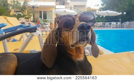 Funny Close Portrait Of A Hunt Dog Wearing Sunglasses Sitting On A Chaise Longue.