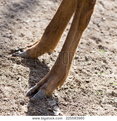 Hooves Of A Deer In Nature . In The Park In Nature