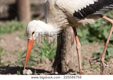 Stork In Nature In Zoo . In The Park In Nature