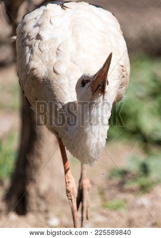 Stork In Nature In Zoo . In The Park In Nature