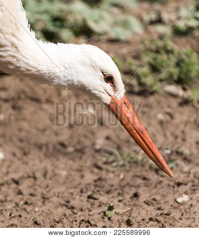 Stork In Nature In Zoo . In The Park In Nature