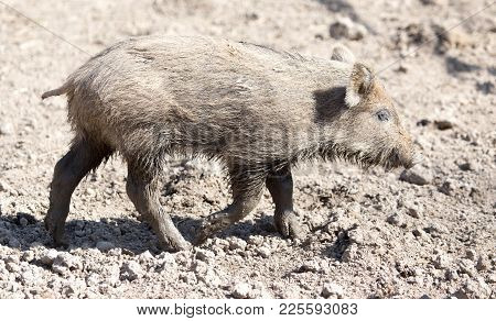 Wild Boar In The Mud In The Zoo .