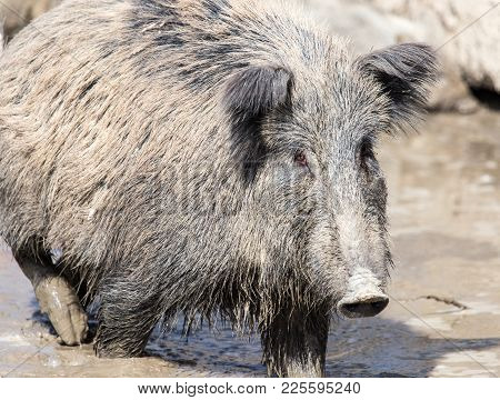 Wild Boar In The Mud In The Zoo .