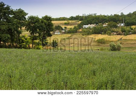 Rural Scenery In Moldavia In The North East Of Romania. Fields Of Blooming Clover