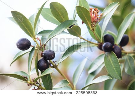 Branches Of Old Millenary Olive Tree, Cloudy