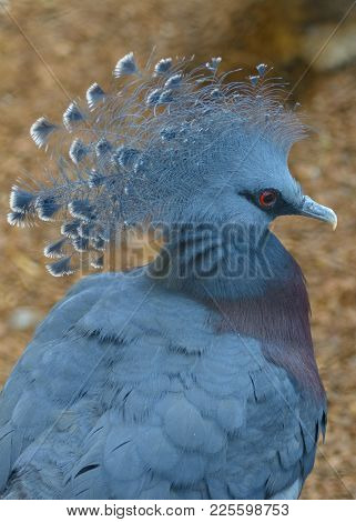 The Victoria Crowned Pigeon Is A Large, Bluish-grey Pigeon With Elegant Blue Lace-like Crests, Maroo