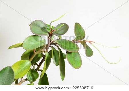 Peperomia Obtusifolia-this Herbaceous Plant.