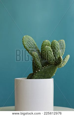 A Potted Beavertail Pricklypear Cactus Plant In A White Pot Against A Teal Blue Background.