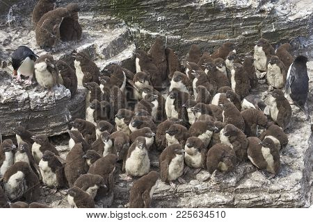 Rockhopper Penguin Chicks (eudyptes Chrysocome) Huddle Together In A Creche On Bleaker Island In The