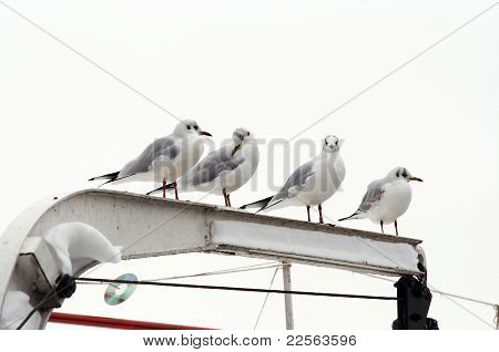 Mouettes sur le perchoir