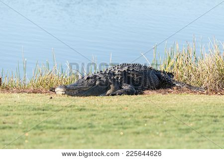 Very Large American Alligator Mississippiensis Basking On The Side Of A Pond
