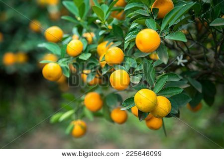 Kumquat Tree. Together With Peach Blossom Tree, Kumquat Is One Of 2 Must Have Trees In Vietnamese Lu