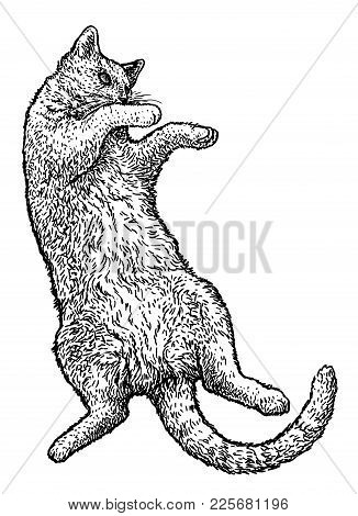 Cat Laying On Her Back Illustration, Drawing, Engraving, Ink, Line Art