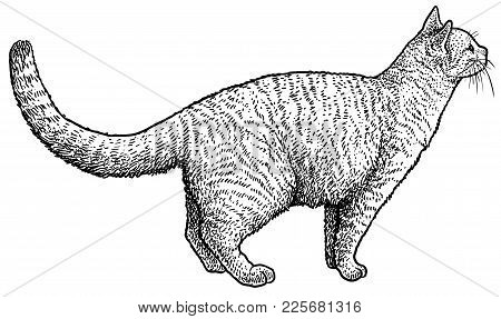 Listening Cat Illustration, Drawing, Engraving, Ink, Line Art