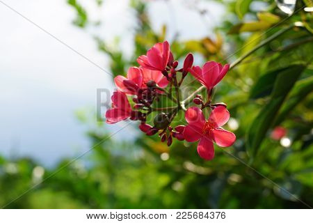 Pink Jatropha Integerrima Flower In Nature Garden