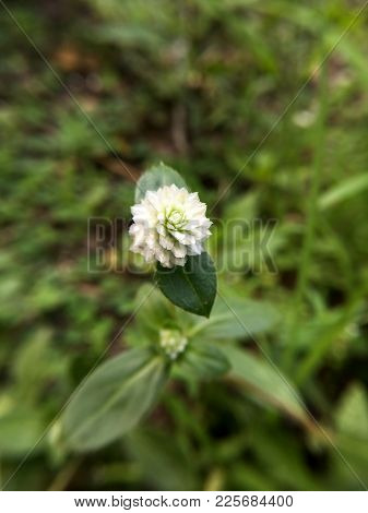 Close Up Gomphrena Celosioides Flower In Nature Garden