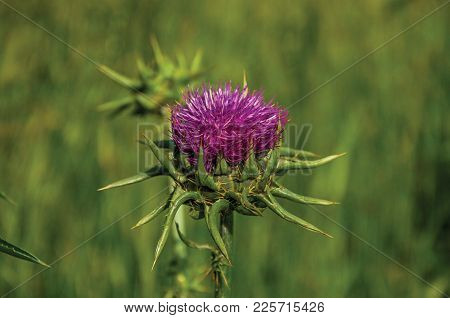 Unusual Flower View Amidst Green Fields Near The Town Of Frascati, A Pleasant And Well-known Place F