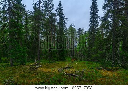 Trees And Forest Along The Rykimakero Trail, In Pyha-luosto National Park, Lapland, Finland