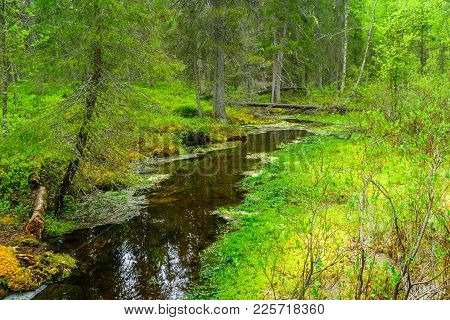 Stream And Forest Along The Tunturiaapa Trail, In Pyha-luosto National Park, Lapland, Finland