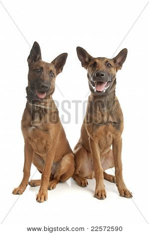 两个比利时牧羊犬 (玛利) 小狗