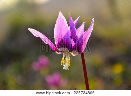 Early Spring Violet Flower Erythronium Sibiricum In Sunlight Close Up