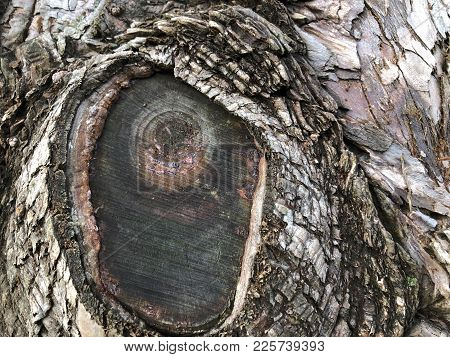 Mulch-colored Bark Of A Dawn Redwood Tree (metasequoia Glyptostroboides).  This Is A Cypress Tree Fr