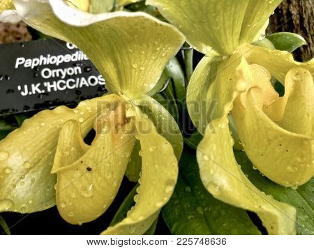 Orchid Yellow Paphiopedilum Orryon