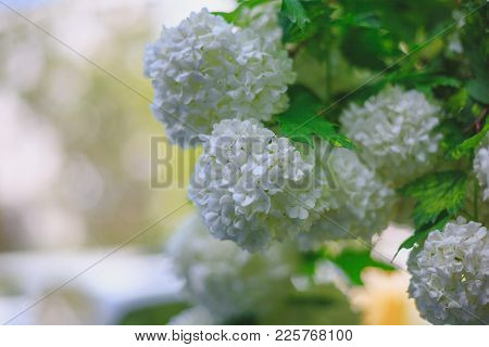 White Viburnum Flowers Branch Close Up Spring