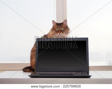 Shaggy Cat With Laptop. Concept Of Computer Consultation