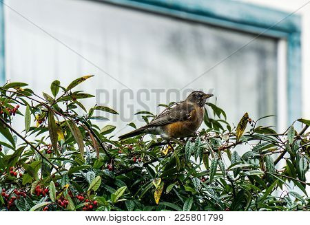 American Robin Perched On A Bush Branch Against Bright Background